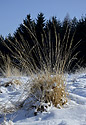 At "Bezdz" - main link