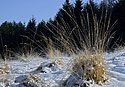 At "Bezdz" - main link
