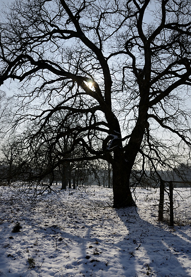 Fruit trees - smaller format
