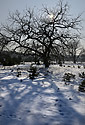 Fruit trees - main link
