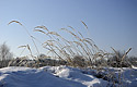 Grass - main link