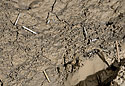 Broken straw-dripstones - main link