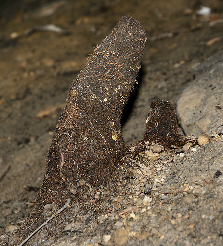 Koenov stalagmit - men formt