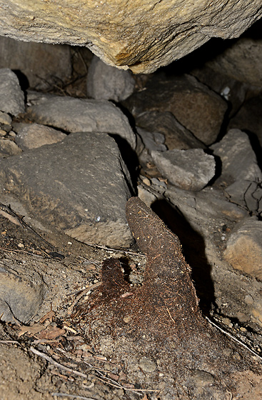 Koenov stalagmit - men formt