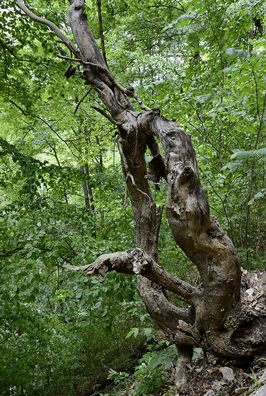 Samorost - men formt