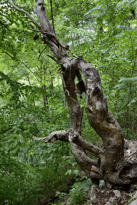 Samorost - vt formt