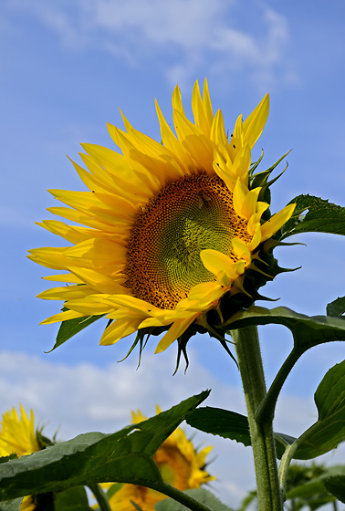 Sunflower - smaller format