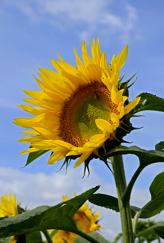 Sunflower - larger format
