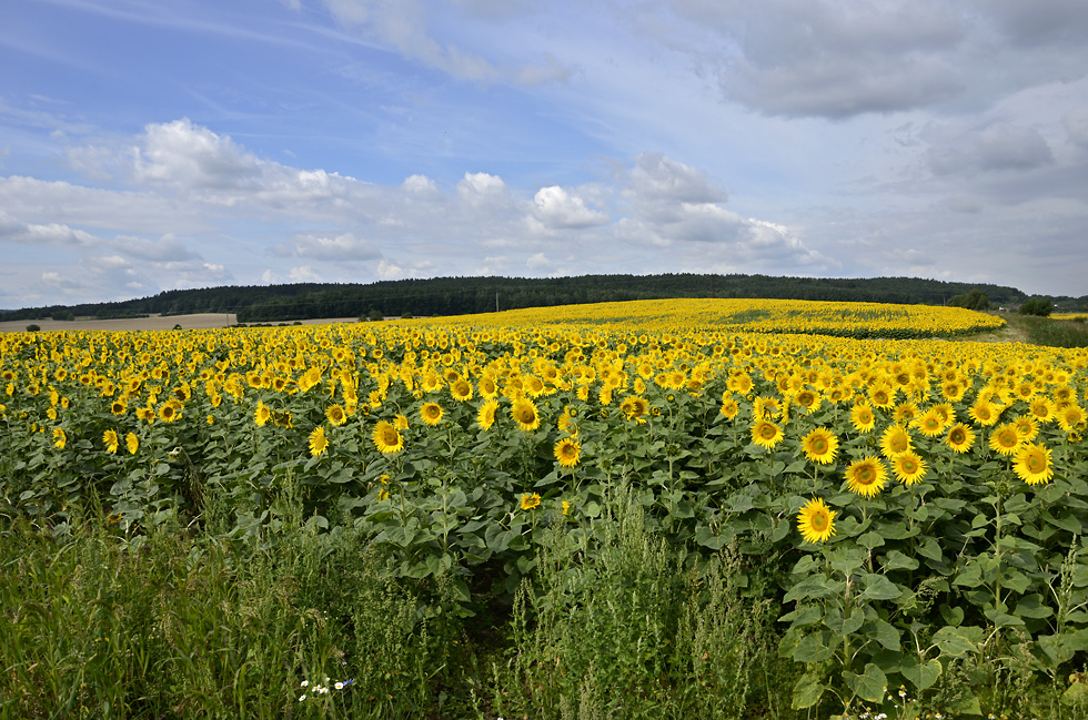 Sunflowers - larger format