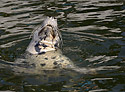 Huba tulen - hlavn odkaz