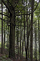 V lese pod Hvzdou - hlavn odkaz
