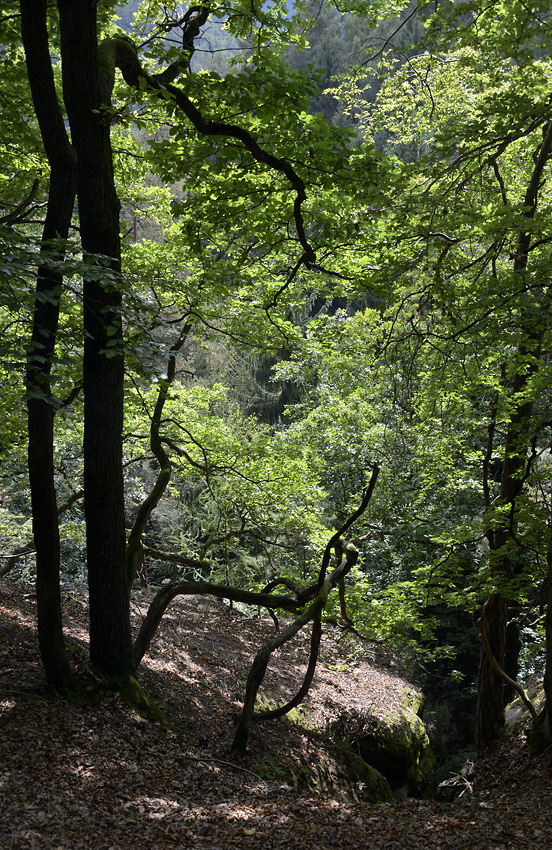 Over the gorge - larger format