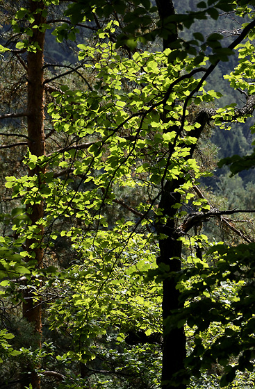 Leaves - smaller format