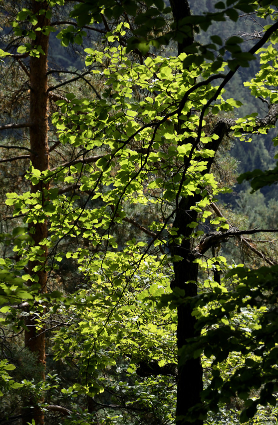 Leaves - larger format