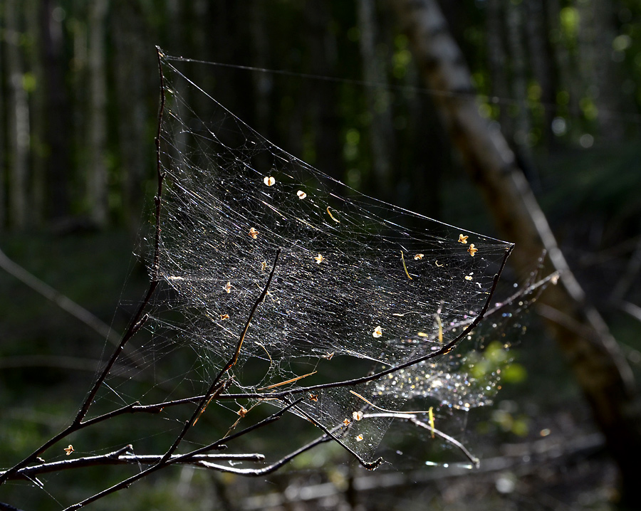 Cobweb - larger format