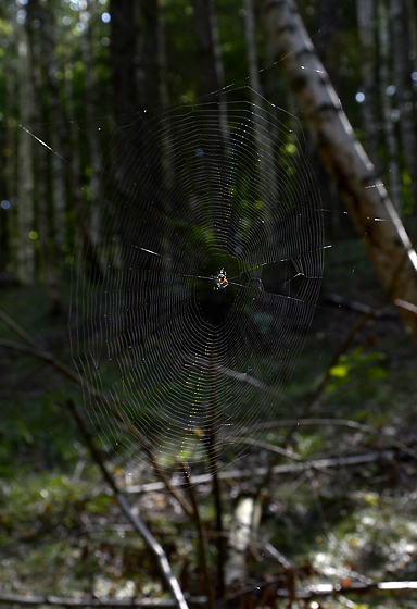 Cobweb - smaller format