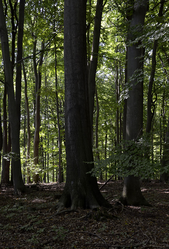 In the forest - larger format