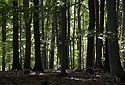 In the forest - main link