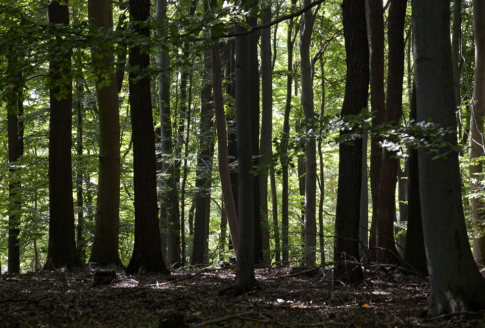 In the forest - larger format