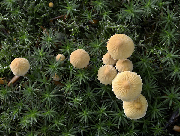 Fungi - smaller format