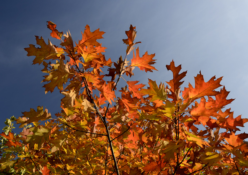 Leaves - larger format