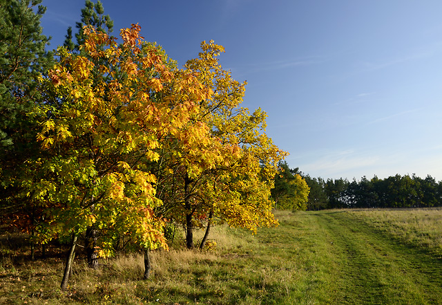 Near "Cholupice" - smaller format