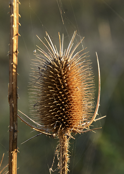 Teasel - smaller format