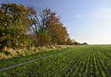 Lines - main link