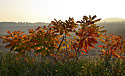 Sumach - main link