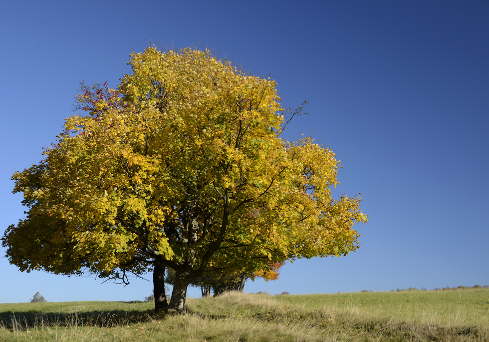 Autumn under the "Cold Hill" - larger format