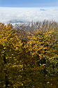 Colors - main link