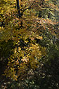 In branches - main link