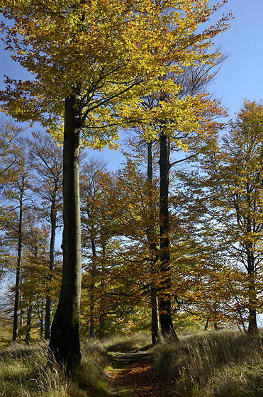 Autumn on the "Cold Hill" - smaller format