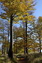 Autumn on the "Cold Hill" - main link