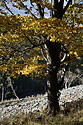 Autumn on the "Cold Hill" - main link