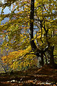 Autumn on the "Cold Hill" - main link