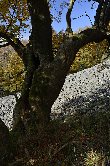 Autumn on the "Cold Hill" - smaller format