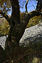 Autumn on the "Cold Hill" - main link