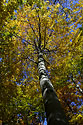 Autumn on the "Cold Hill" - main link