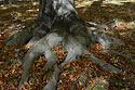 Autumn on the "Cold Hill" - main link