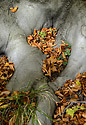 Autumn on the "Cold Hill" - main link