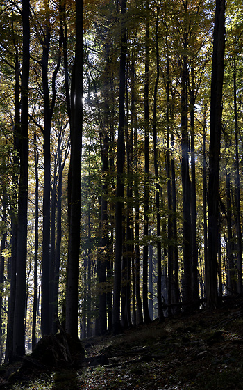 Autumn on the "Cold Hill" - smaller format