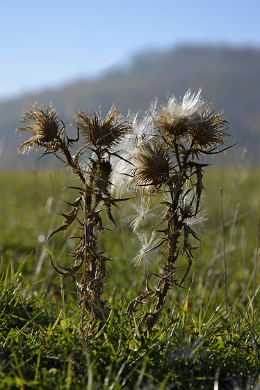 Thistle - smaller format