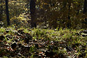 Podzim na Javorku - hlavn odkaz