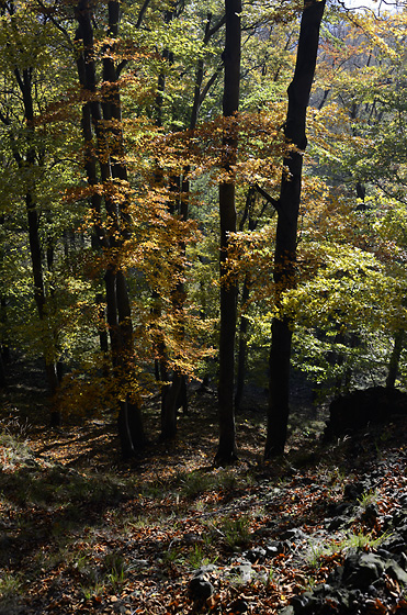 Autumn on the "Little Maple Hill" - smaller format