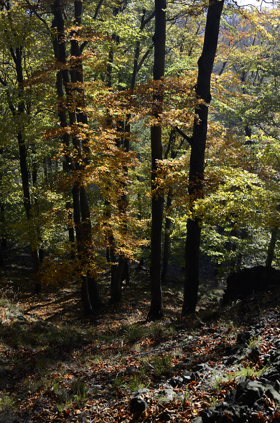 Autumn on the "Little Maple Hill" - larger format