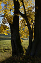Autumn under the "Cold Hill" - main link