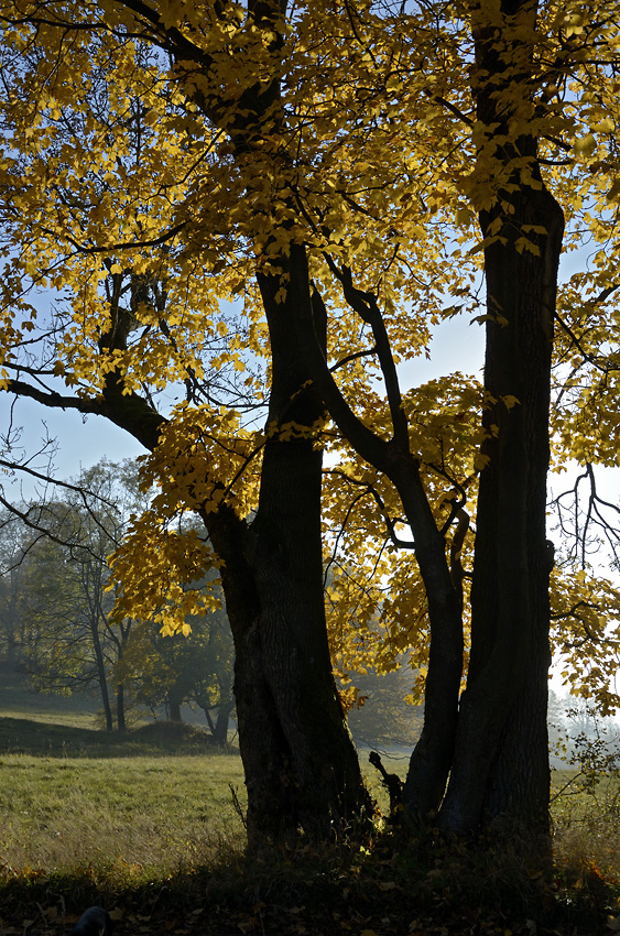 Autumn under the "Cold Hill" - larger format