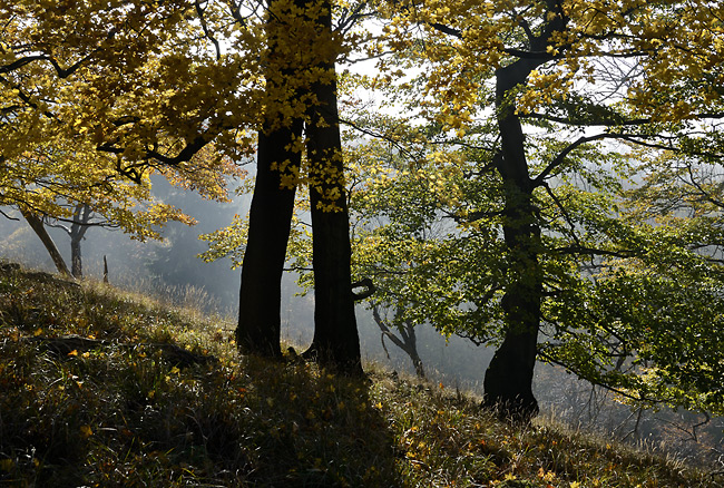 Morning on the "Cold Hill" - smaller format