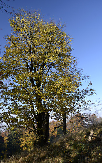 Morning on the "Cold Hill" - smaller format